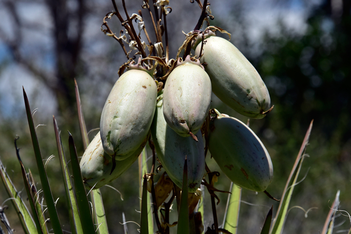 Banana Yucca is one of the most important resources for southwestern North American indigenous peoples. Almost all parts of Banana Yuccas are used including stalks, leaves, flowers, fruits and roots. Yucca baccata